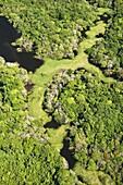 Flooded Forest, Anavilhanas Archipelago, Rio Negro, Amazonia, Brazil AERIAL