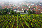 Town view from vineyards, Esslingen am Neckar, Baden-Wurttemberg, Germany