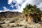 Desert palms, Anza-Borrego Desert State Park, California, USA