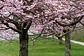 USA, New York, Long Island, The Hamptons, Amagansett, cherry trees in the spring