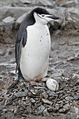 Chinstrap Penguin  Pygoscelis antarcticus) incubating egg. Half Moon Island, South Shetland Islands, Antarctica