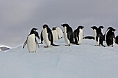 Adelie Penguin  Pygoscelis adeliae) resting on iceberg, Antarctica