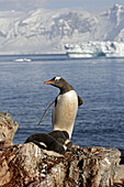 Gentoo Penguin  Pygoscelis papua papua). Ronge Island, Antarctica