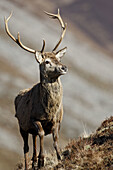 Male Red Deer  Cervus elaphus)