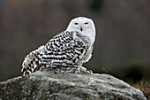Snowy Owl  Bubo scandiacus)