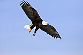 Bald Eagle  Haliaeetus leucocephalus). Alaska, USA