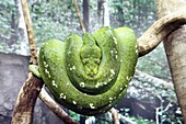 python vert green tree python Morelia viridis anciennement Chondropython viridis Familly Pythonidae Ordre Squamata