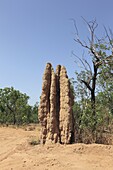 termitiere Termit Hill Kakadu national park Territoire du nord  Northern territory Australie