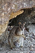 Petrogale Mareeba Mareeba Rock Wallaby Petrogale marreba Order: Diprotodontia Family: Macropodidae