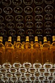 France, Corsica, Ajaccio AOC, brand Clos Capitoro, Jacques Bianchetti winemaker Vermentino Grappe or malvasia
