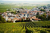 France, Champagne, Champagne bio, vendanges, Avize // France, Champain, harvest at Avize