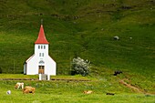 Iceland, church with cows at Skogafoss