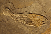 Fossil fish  Pterichthyodes milleri), placoderm, mid-Devonian. Caithness, Scotland, UK