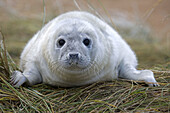 Grey Seal  Halichoerus grypus), pup portrait. UK