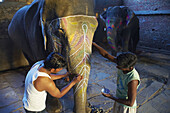 Inde, Rajasthan, Jaipur, peinture et decoration des elephants pour le festival des elephants  // India, Rajasthan, Jaipur, painting of the elephant for the elephant festival