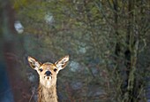 CIERVO COMUN, ROJO O VENADO Cervus elaphus