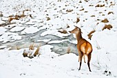 CIERVO COMUN, ROJO O VENADO Cervus elaphus