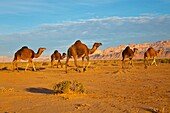 Dromedarios, Desierto del sur de Tunez, Africa