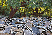Cork and cork oaks, Los Alcornocales Natural Park, Cadiz province, Andalucia, Spain
