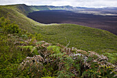 Volcan Chico, Sierra Negra shield volcano, Isabela Island, Galapagos Islands, Ecuador