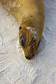 Fur seal, Hood Island, Galapagos Islands, Ecuador