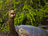 Giant Tortoise, Santa Cruz Island, Galapagos Islands, Ecuador