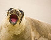 Southern Elephant Seal  Mirounga leonina), Patagonia, Argentina