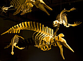 Egidio Feruglio Museum of Paleontology, Trelew, Patagonia, Argentina