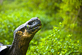 Giant Tortoise in El Chato natural reserve, Finca Primicias, Indefatigable Island, Galapagos Islands, Ecuador