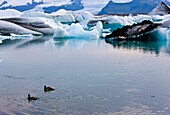 Eider común, Laguna Jókulsárlón, Glaciar Vatnajökull, Islandia