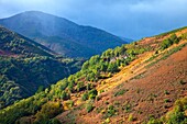 Paisaje en otoño, Comarca Fuentes del Narcea, Asturias