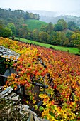 Viñedo en otoño, Cangas del Narcea, Comarca Fuentes del Narcea, Asturias