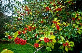 Acebo, Bosque Atlántico, Reserva Integral de Muniellos, Asturias