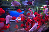 View at aquarium with colourful fishes at the bird and flower market at Kunming, Yunnan, People's Republic of China, Asia