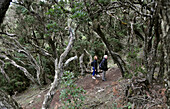 People beneath trees at Parque Nacional de Garajonay, Gomera, Canary Isles, Spain, Europe