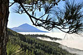 Forest and sea of clouds in front of the mountain Teide, Tenerife, Canary Isles, Spain, Europe