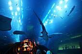 Dubai Aquarium und Unterwasser Zoo im Einkaufszentrum Dubai Mall, Dubai, VAE, Vereinigte Arabische Emirate, Vorderasien, Asien
