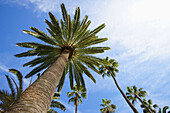 Palmen im Sonnenlicht, Cartagena, Spanien, Europa