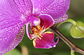 Blüte einer Orchidee, Phalaenopsis, Blume