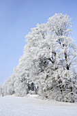 Edge of the forest with snow covered beech trees, lake Tegernsee, Upper Bavaria, Bavaria, Germany