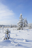 Moor with snow covered spruces, Upper Bavaria, Bavaria, Germany