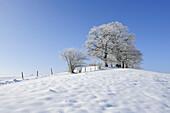 Schneefläche mit verschneiten Eichen im Hintergrund, Oberbayern, Bayern, Deutschland