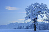Snow covered oak tree with Spitzing mountain range in the background, Mangfall valley, Bavarian foothills, Upper Bavaria, Bavaria, Germany