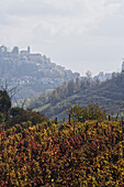 Vineyards in Novello, Langhe, Piedmont, Italy