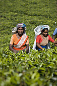 Tamil tea pluckers, Nuwara Eliya, Sri Lanka