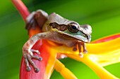 Masked tree frog, Costa Rica