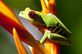 Red-eyed Tree frog, Costa Rica