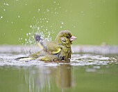 Greenfinch Carduelis chloris adult male bathing in garden pond  Scotland  May 2008