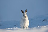Mountain hare Lepus timidus in winter pelage coat  Grampian mountains, Scotland  January