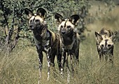 Wildhunde in Namibia